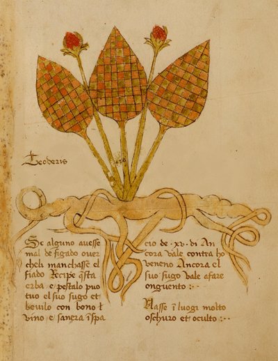 Ms 1591 Fol.19r Herba Teoderis (vellum) av Italian School