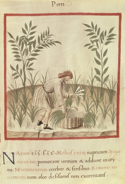Ms 3054 f.22 Skörda purjolök, från 