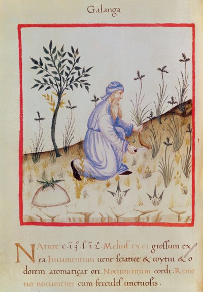 Ms 3054 f.22 Harvesting galangal, från 