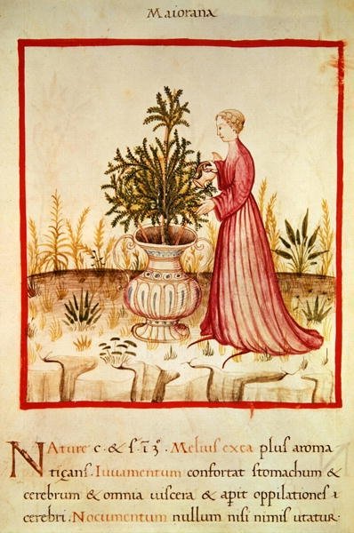Ms 3054 fol.14v Watering Mejram, från 