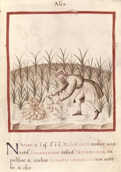 Ms 3054 fol.23 Harvesting Garlic, från 