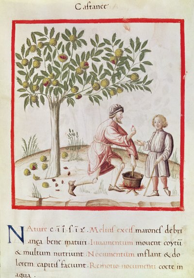 Ms 3054 fol.31 Skörda och koka kastanjer, från 