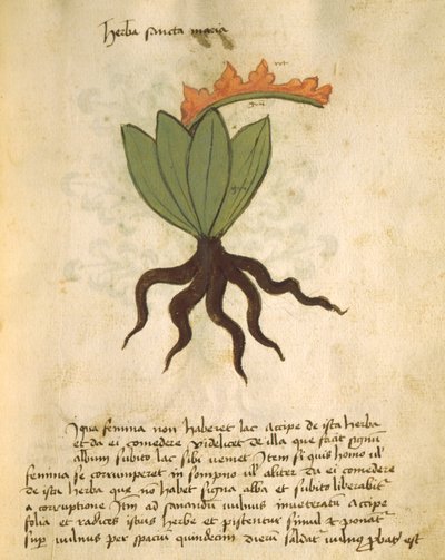 Ms 320 M Fol.28r Herb Santa Maria, från The Book of Herbarius tillsammans med metoderna för att bereda läkemedel av Orgione Rizzardo av Italian School