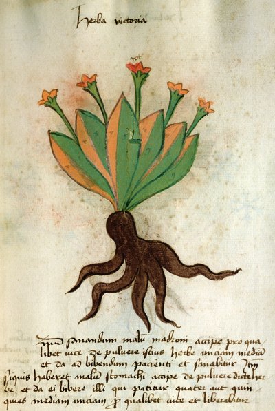 Ms 320 M Fol.34r Herba Victoria, från "The Book of Herbarius tillsammans med metoderna för att bereda mediciner" av Orgione Rizzardo av Italian School