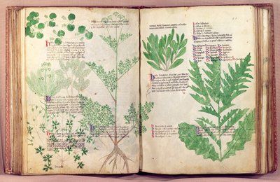 Ms Lat 6823 fol.19v & 80 Plants from De Herbis av Manfredus de Monte Imperiali, c.1330-40 av Italian School