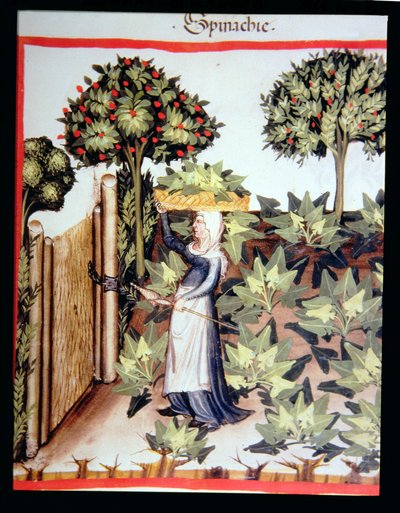 Nova 2644 f.27r Skörda spenat, från Tacuinum Hygiene Code Vindobonensis av Italian School
