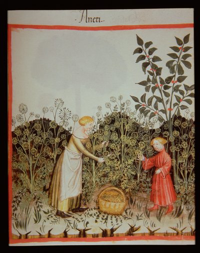 Nova 2644 f.32r Samlande Dill av Italian School