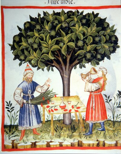 Nova 2644 fol.14r Gathering Nutmeg, från Tacuinum Sanitatis av Italian School