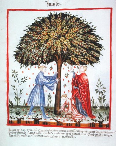 Nova 2644 fol.15v Gathering Jujubes, från Tacuinum Sanitatis Code Vindobonensis (på veläng) av Italian School