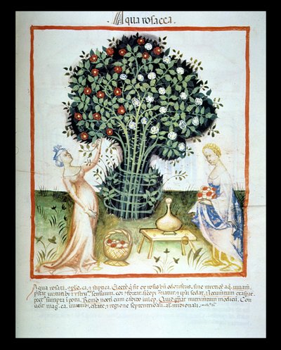 Nova 2644 fol.93r Rose Water, från Tacuinum Sanitatis Code of Vienna av Italian School