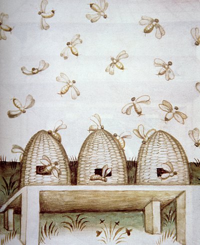 Nova 2644 fol.94v Bikupor, från Tacuinum Sanitatis av Italian School
