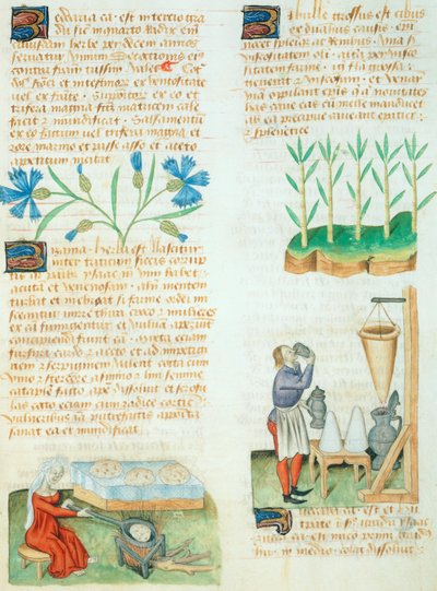 Sida från Tractatus de Herbis av Dioscorides Pedanius av Italian School