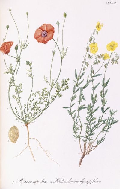 Vallmoapule och Helianthemum hyssopifol, 1811-1838 av Italian School
