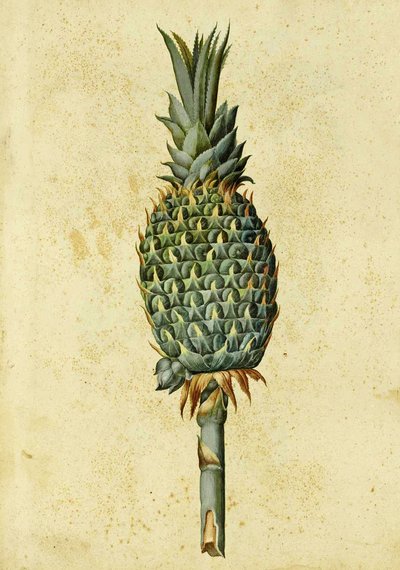 Ananas av Ulisse Aldrovandi av Italian School