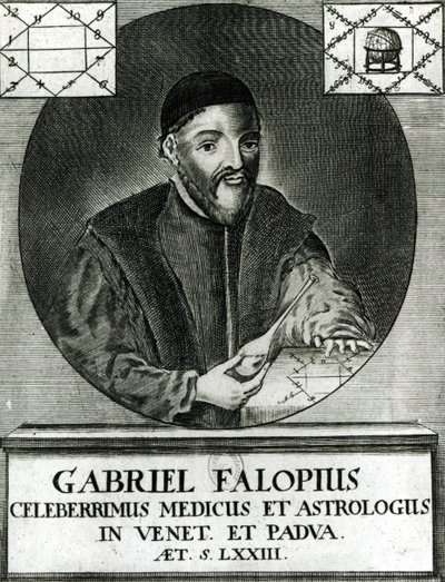 Porträtt av Gabriel Fallopius (1523-62) av Italian School