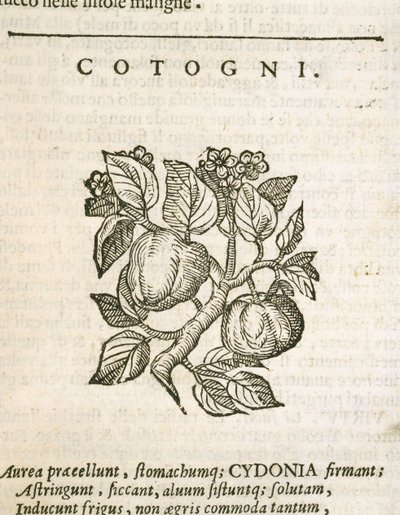 Quince (Cydonia oblonga), gravyr av Castore Durante av Italian School