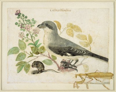 Shrike and a Praying Mantis (wc på papper) (för Cassiano dal Pozzo Paper Museum) av Italian School