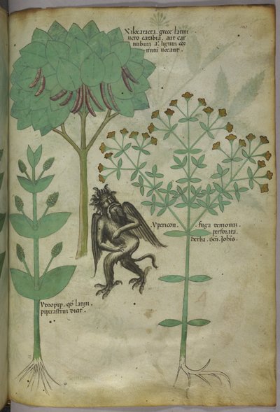Sloane 4016 f.103 Miniatyr av växter och en demon: örten Ypericon, påstås stöta bort demoner, från 