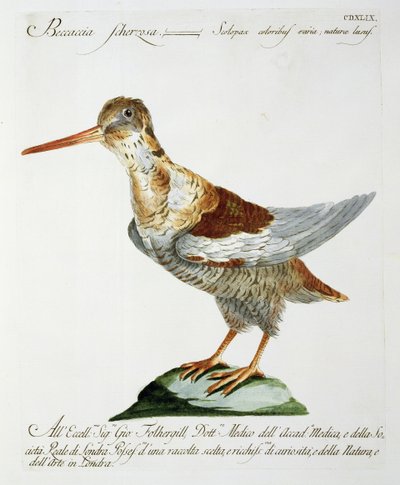 Snipe, ca 1767-76 (handfärgad gravyr) av Italian School