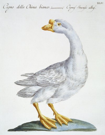 Swan, ca 1767-76 (handfärgad gravyr) av Italian School