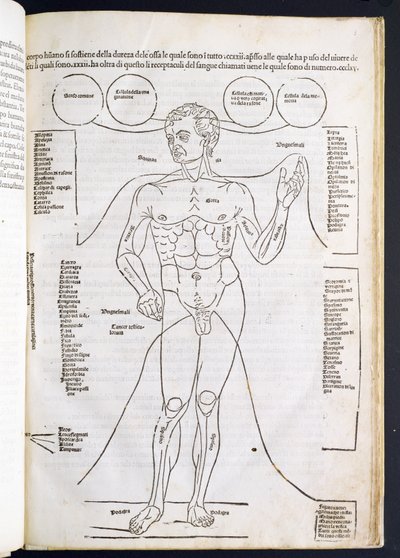 The Male Anatomy, från Fascilulus Medicinae av Johannes de Ketham (d.c.1490) 1400-1500-talet av Italian School
