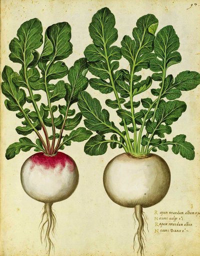 Rova av Ulisse Aldrovandi av Italian School