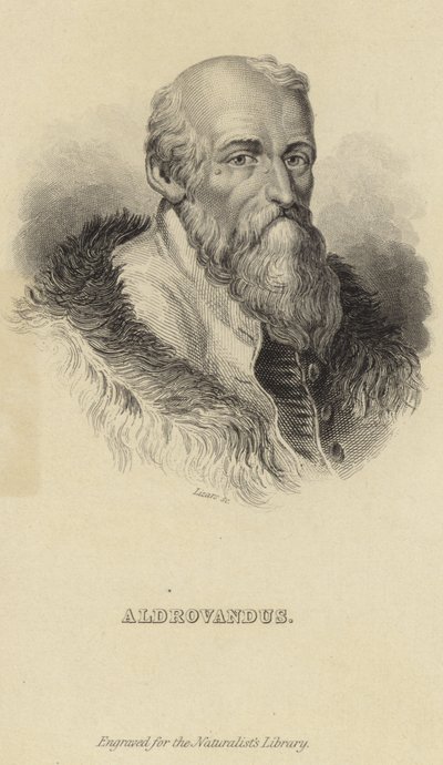 Ulisse Aldrovandi av Italian School