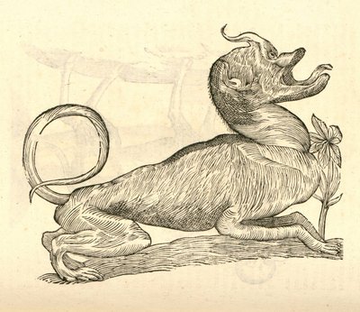 illustration av Canis monstroso capite från Aldrovandis History of Monsters, 1642 av Italian School