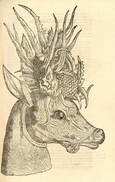 illustration av Capreolus Polyceros från Aldrovandis History of Monsters, 1642 av Italian School