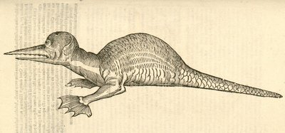 illustration av Draco marinus monophthalmos bipes från Aldrovandis History of Monsters, 1642 av Italian School