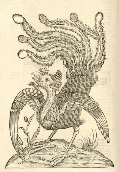 illustration av Gallus Indicus auritus tridactylus från Aldrovandis History of Monsters, 1642 av Italian School