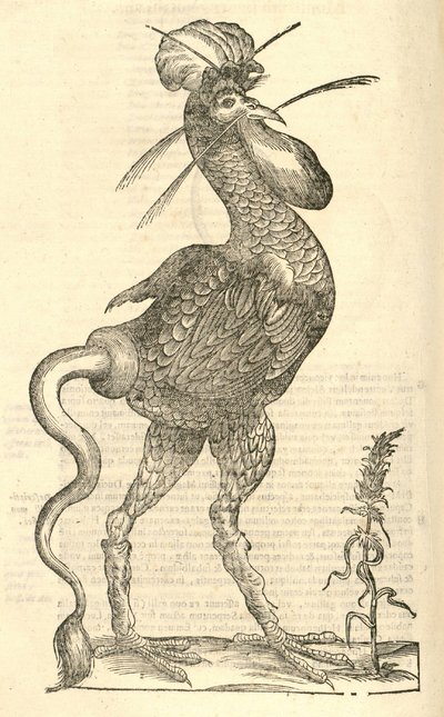 illustration av Gallus monstrosus från Aldrovandis History of Monsters, 1642 av Italian School