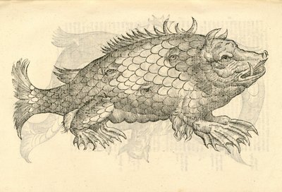 illustration av Monstrosus Sur marinus från Aldrovandis History of Monsters, 1642 av Italian School