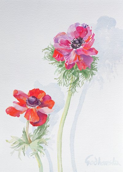 Anemone, 1998 (wc på papper) (se 124451) av Izabella Godlewska de Aranda
