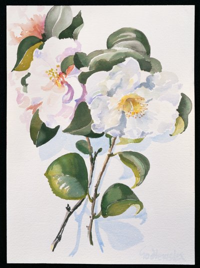 Camelia, 1998 (wc på papper) av Izabella Godlewska de Aranda