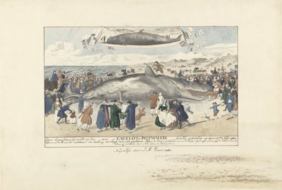 Kaskelot strandade vid Egmond aan Zee, 1764 Strax norr om Egmond op Zee, en Cagelot eller Potwhale. strandade vid liv den 15 feb: 1764. (titel på objekt) av J.A. Visser