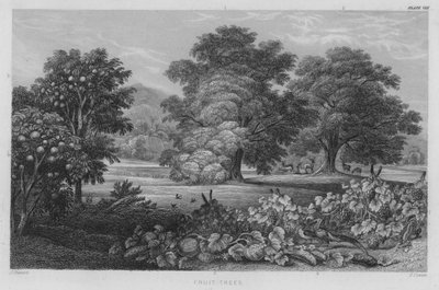 Fruktträd (färgad gravyr) av J. (after) Stewart