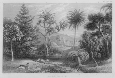 Palmer, tallar etc (färgad gravyr) av J. (after) Stewart