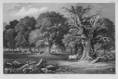 Timber Trees (färgad gravyr) av J. (after) Stewart