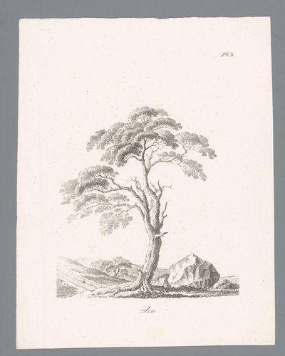 Håla Fäst (titel på objekt) Studies van bomen (serietitel) Études d