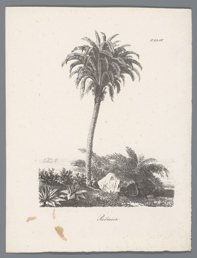 palmträd Palmier (titel på objekt) Studier av träd (serietitel) Etudes d