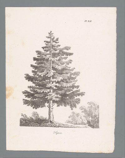 silvergran Sapin (titel på objekt) Studier av träd (serietitel) Etudes d
