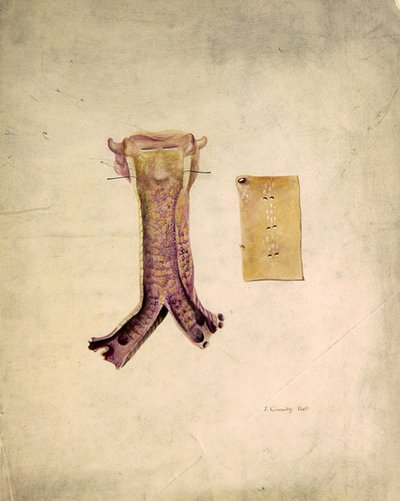 Trachea Study (akvarell på papper) av J. Counolly