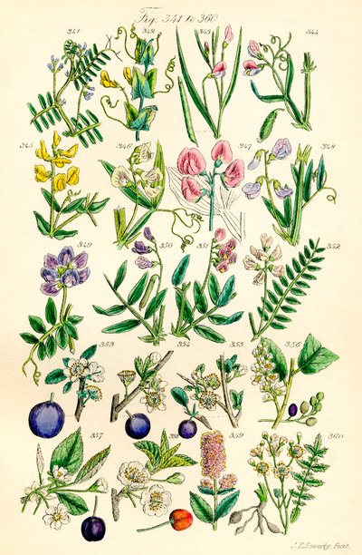Sida med färgillustrationer från British Wild Flowers efter ett verk av J. E. Sowerby och C. P. Johnson av J. E. and Johnson C. P.  Sowerby