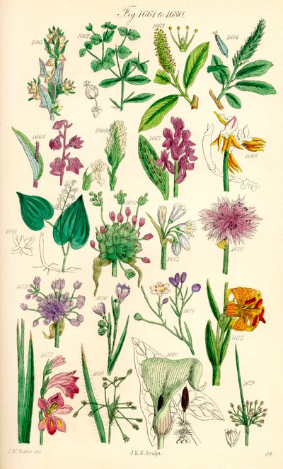 Sida med färgillustrationer från British Wild Flowers efter ett verk av J. E. Sowerby och C. P. Johnson av J. E. and Johnson C. P.  Sowerby