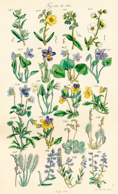 Sida med färgillustrationer från British Wild Flowers efter ett verk av J. E. Sowerby och C. P. Johnson av J. E. and Johnson C. P.  Sowerby