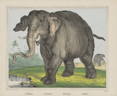Elefant. / Elefant. / Elefant. / Olifant (titel på objekt) av J. Scotti
