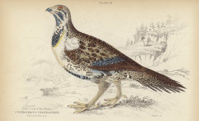 Centrocercus Urophasianus av J. Stewart