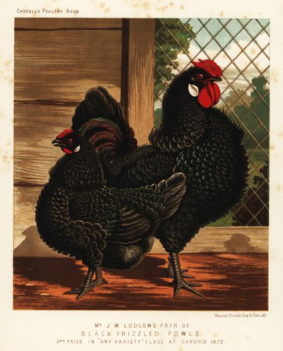 Svart frisslad höns, hane och höna av J. W. (after) Ludlow