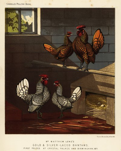 Guldspetsad dvärg och silverspetsad dvärg hane och höna av J. W. (after) Ludlow